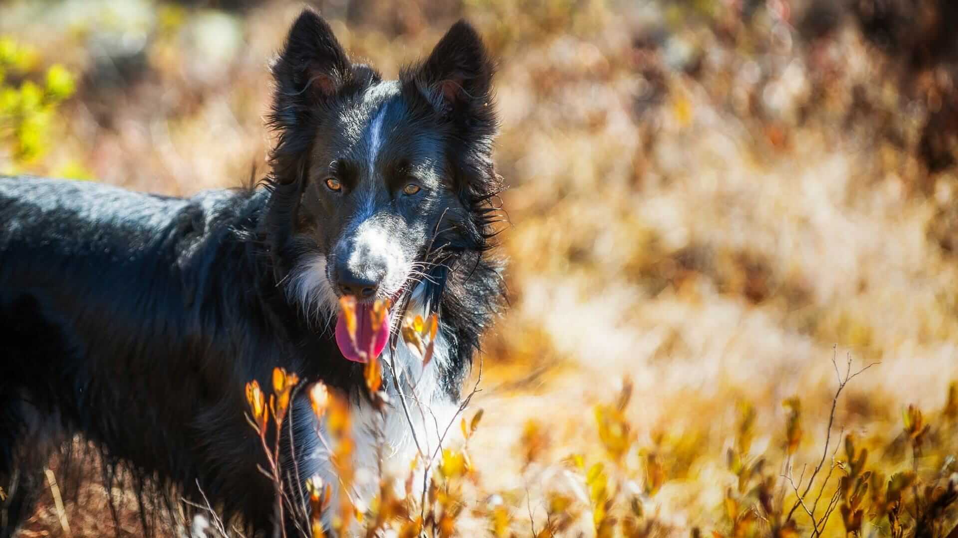 perro negro con lengua afuera paseando por la naturaleza
