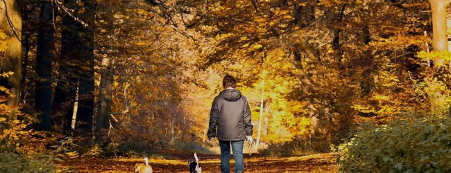 Dog owner walking with two little dogs in the forrest