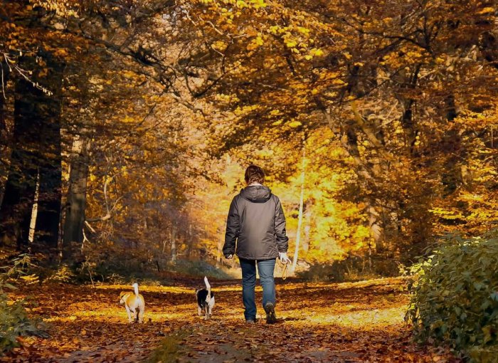 En man som rastar två små hundar i skogen på hösten