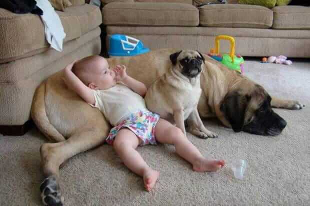 baby und hund entspannen