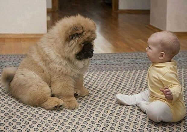 is it good to have dogs around babies