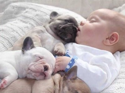 Babies und Hunde