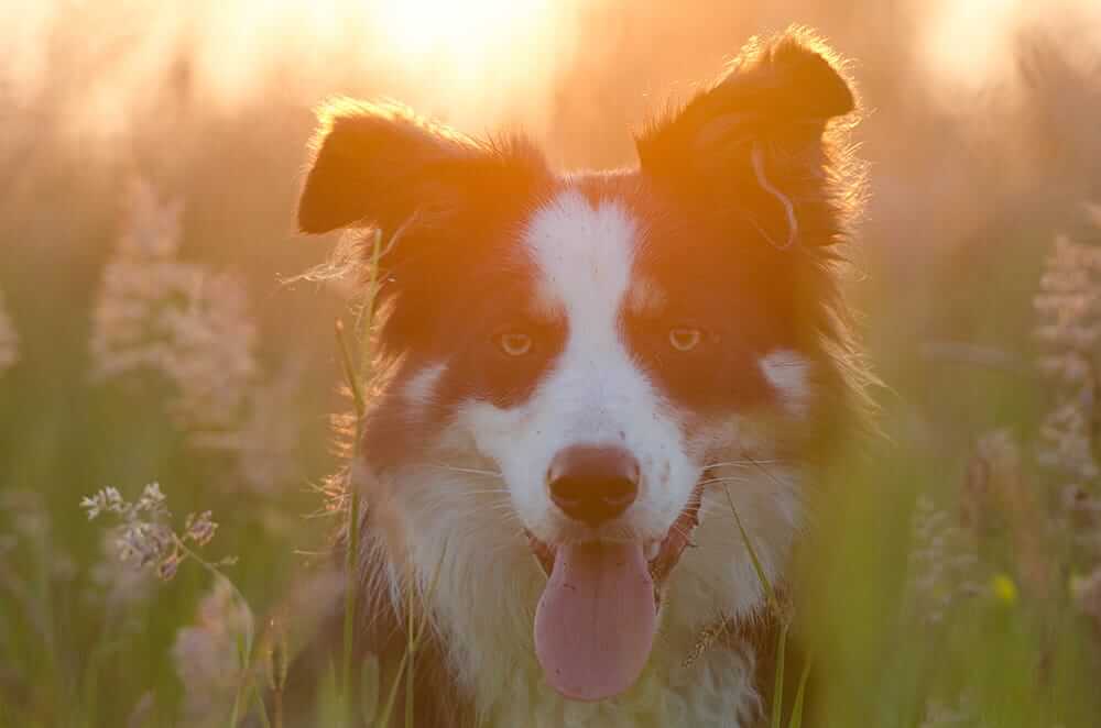 Hund & Hitze: Symptome vom Hitzschlag - Hecheln