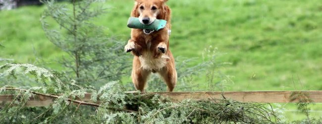 hyperaktiver hund was tun
