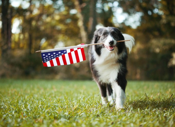 Black and white dog on the 4th of July holding American flag in mouth