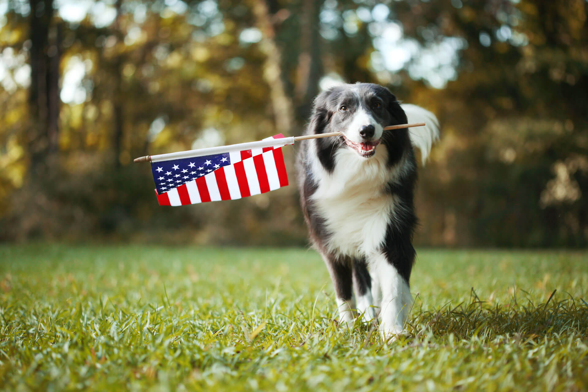 Black and white dog on the 4th of July holding American flag in mouth