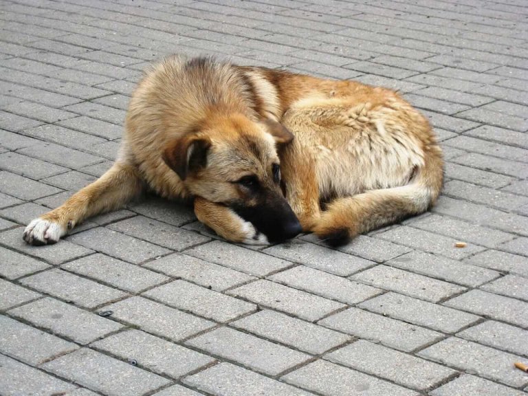 homeless animals News city plans to open larger center for homeless pets in middle village officials are still looking for a location to house a permanent, full-service shelter. homeless animals News city plans to open larger center for homeless pets in middle village officials are still looking for a location to house a permanent, full-service shelter.