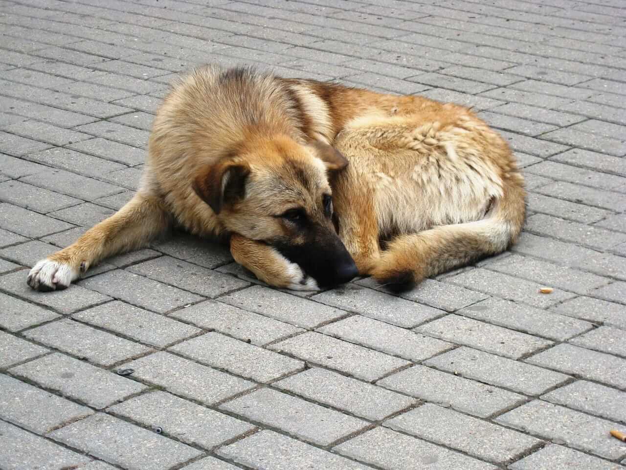 homeless dog