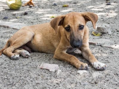 international homeless animals day