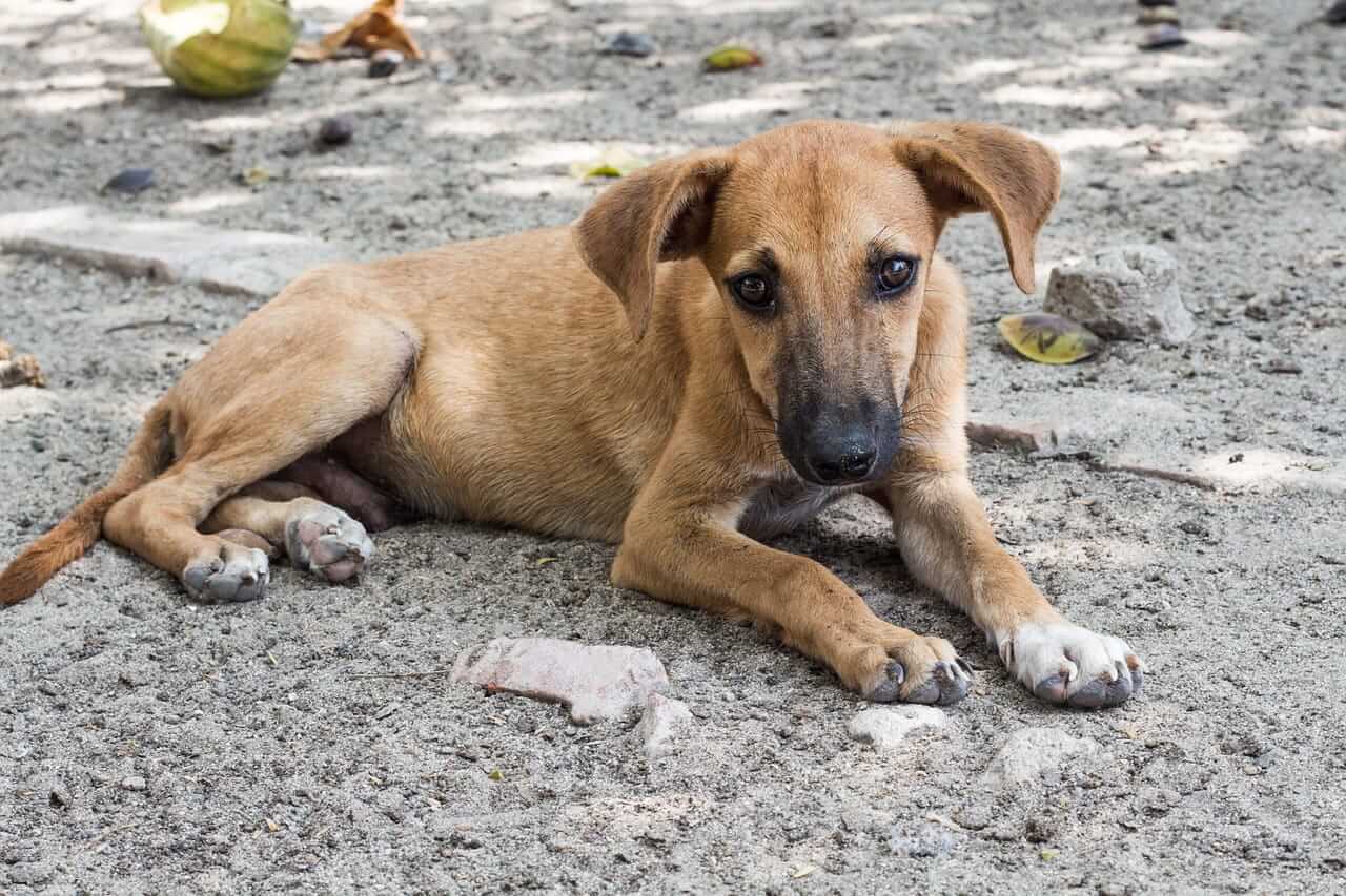 international homeless animals day