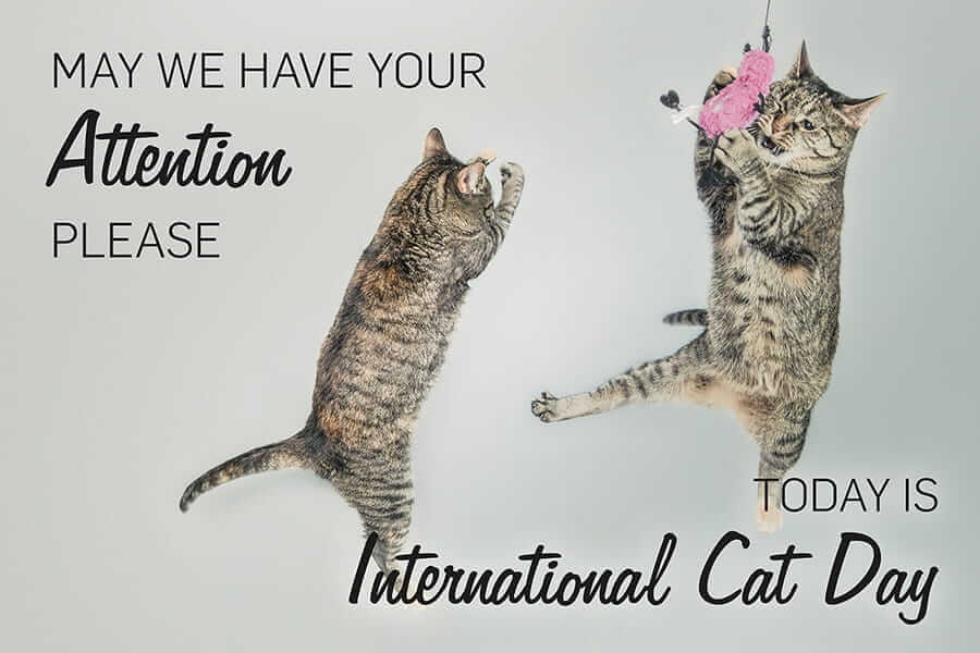 International Cat Day: How to celebrate it properly ...