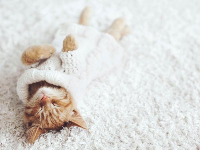 Schlafendes Kätzchen in Wollpullover