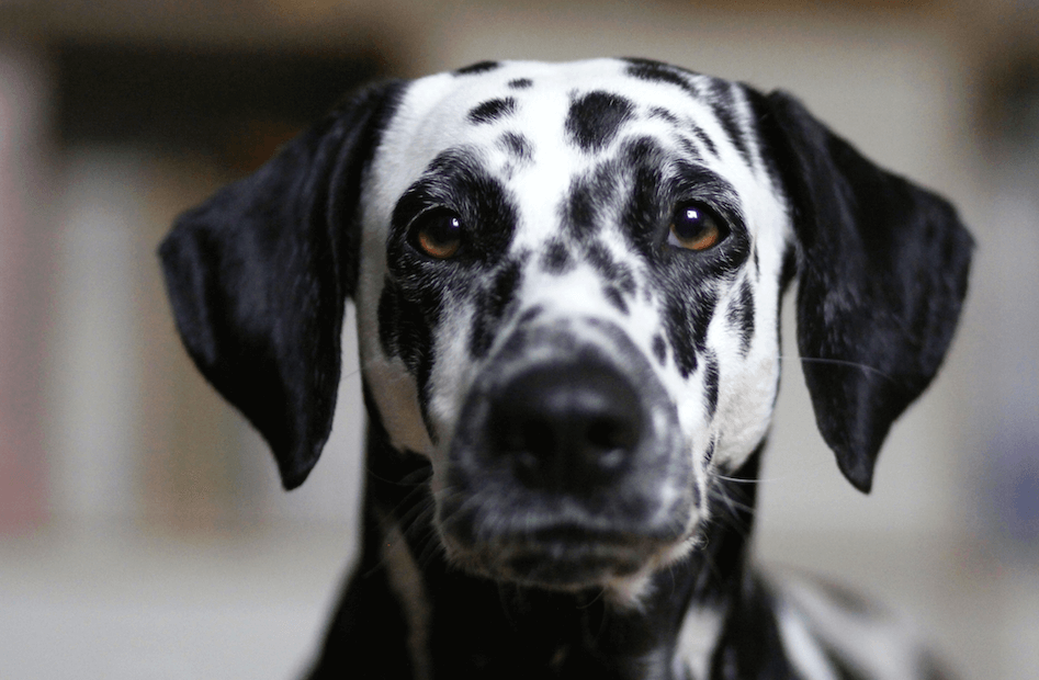 can dalmatians be black with white spots? 2