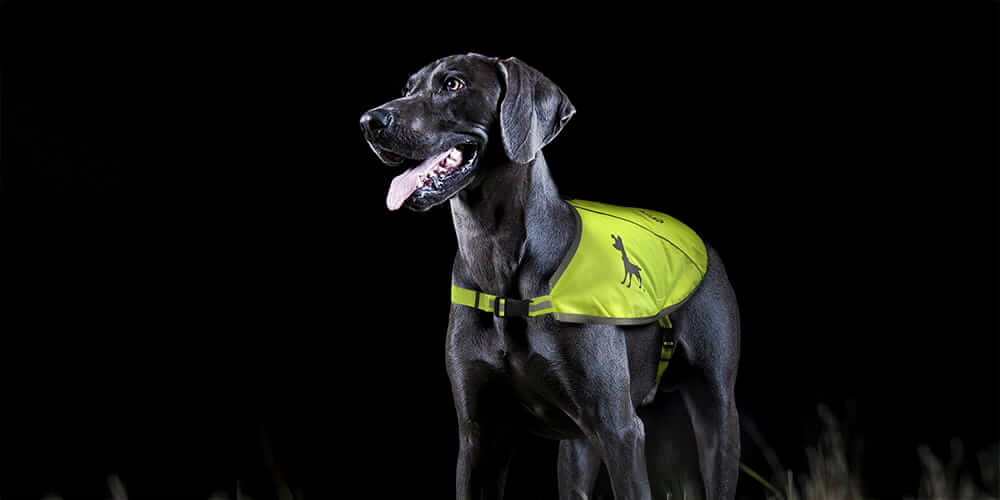 Walking Dog At Night? Get This Gear To Be Safe