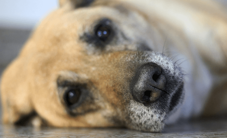 Tränende Augen Hund Hilfe bei Augenentzündung! Tractive