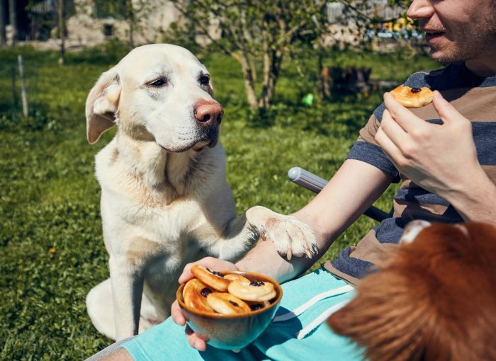 A dog begging for food at a picnic