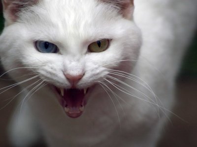 Aggressives Verhalten bei Katzen