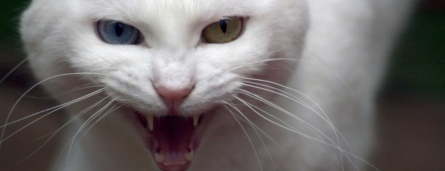 Aggressives Verhalten bei Katzen