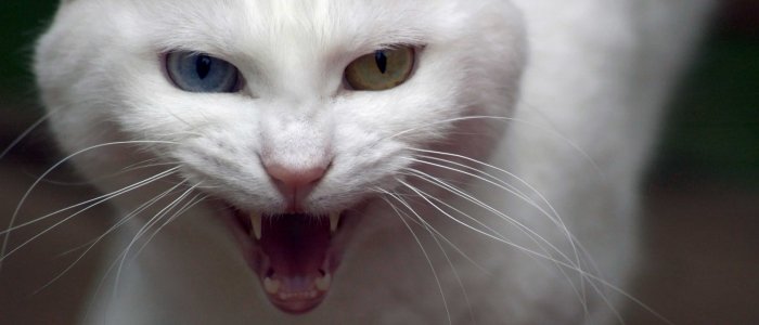 How to deal with an aggressive cat - Tractive Blog