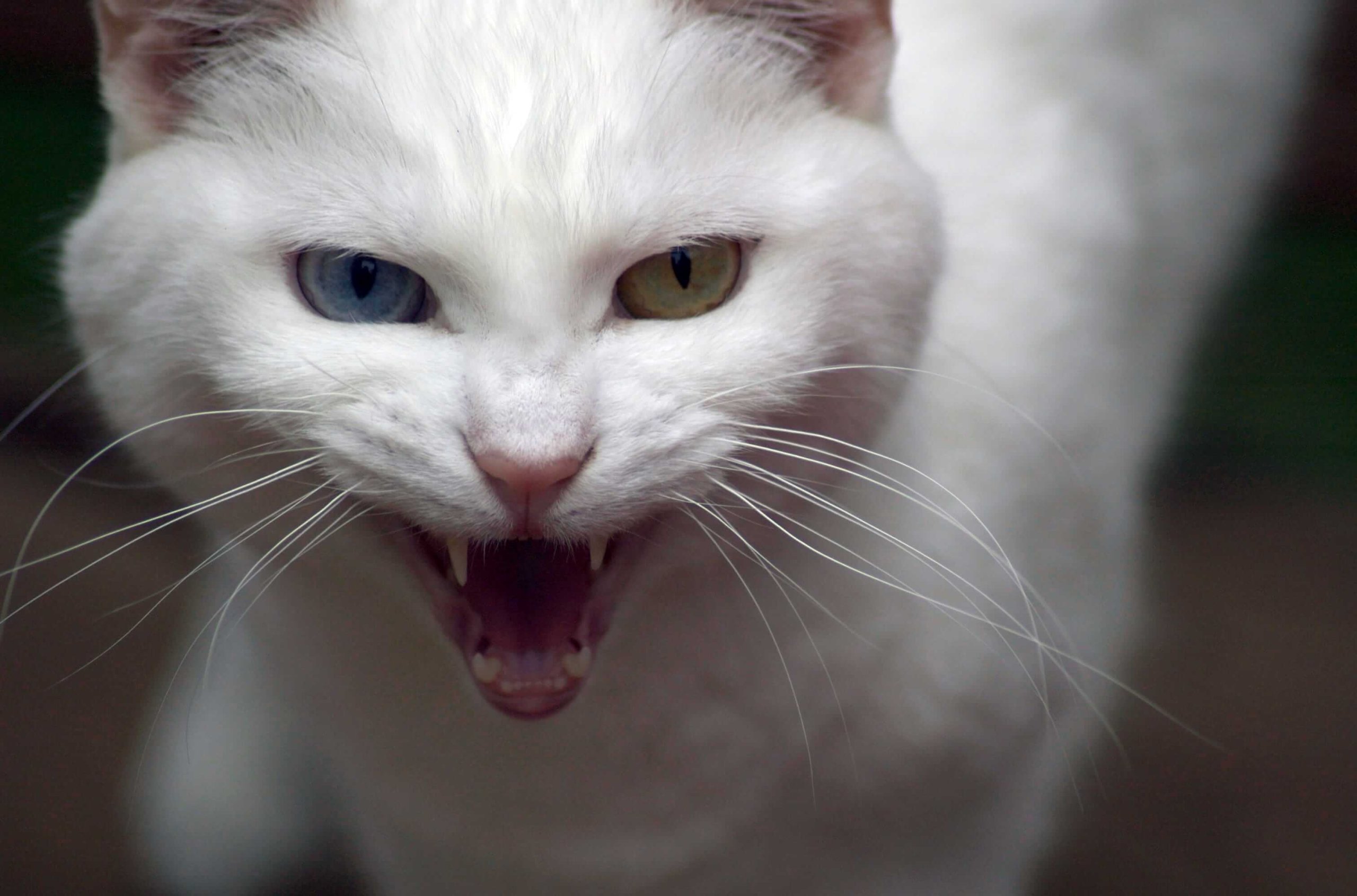 Cat Body Language: Signs of Feline Aggression Towards People