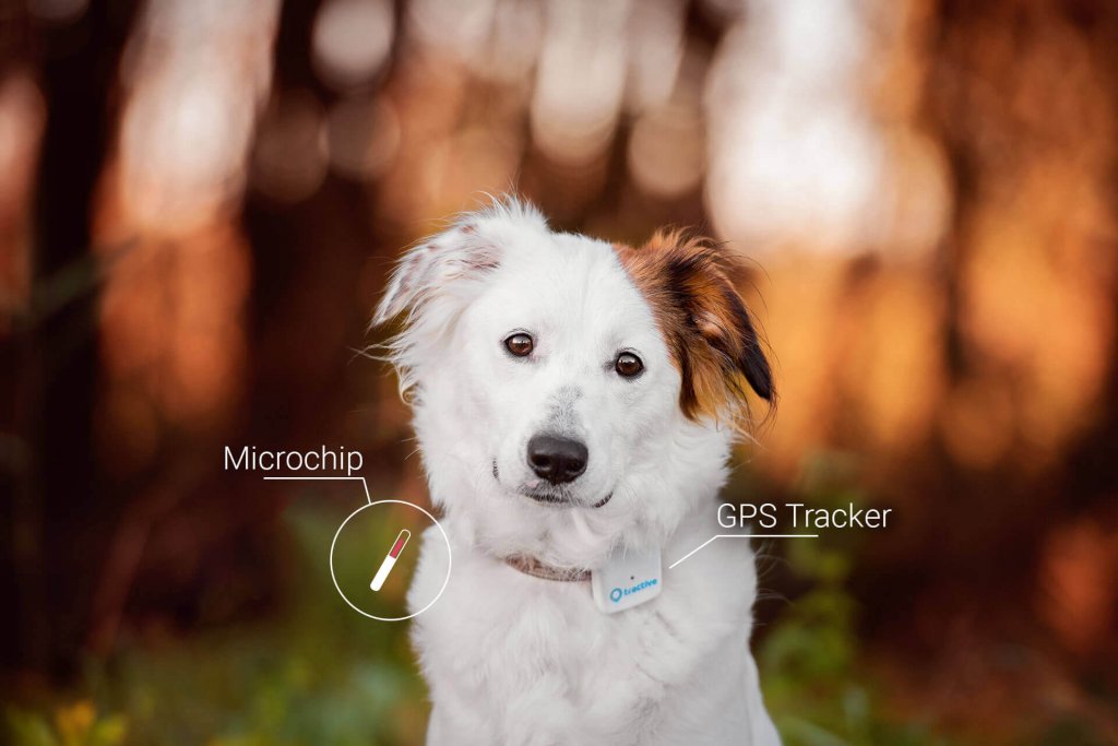 Dog tracking device vs Microchip See all differences Tractive