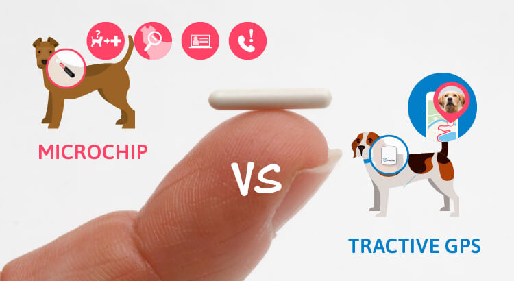Dog tracking device - why a microchip is not enough