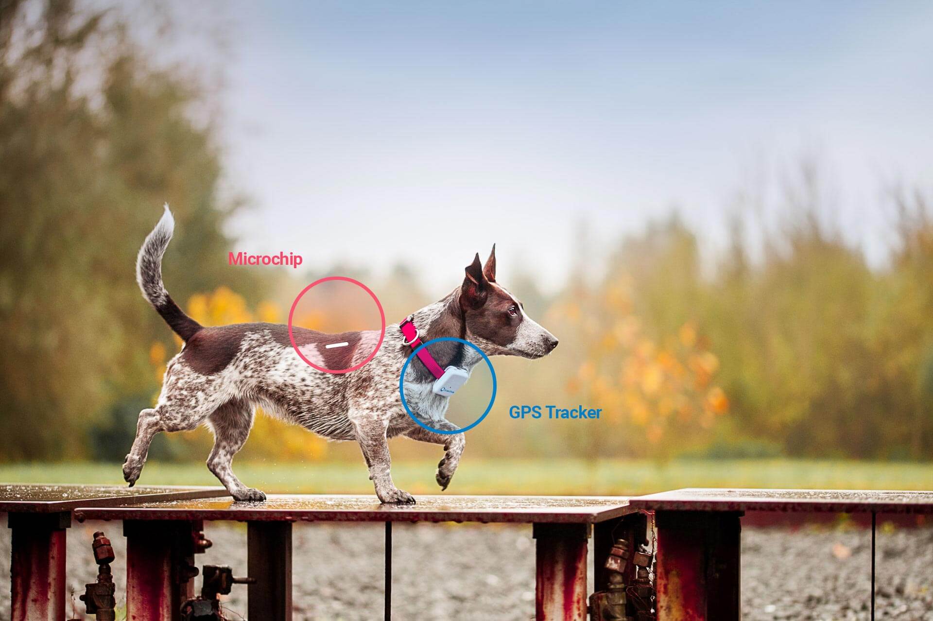 microchip vs gps for dogs