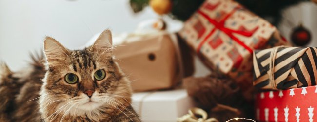A cat sitting under a Christmas tree near a pile of gift boxes