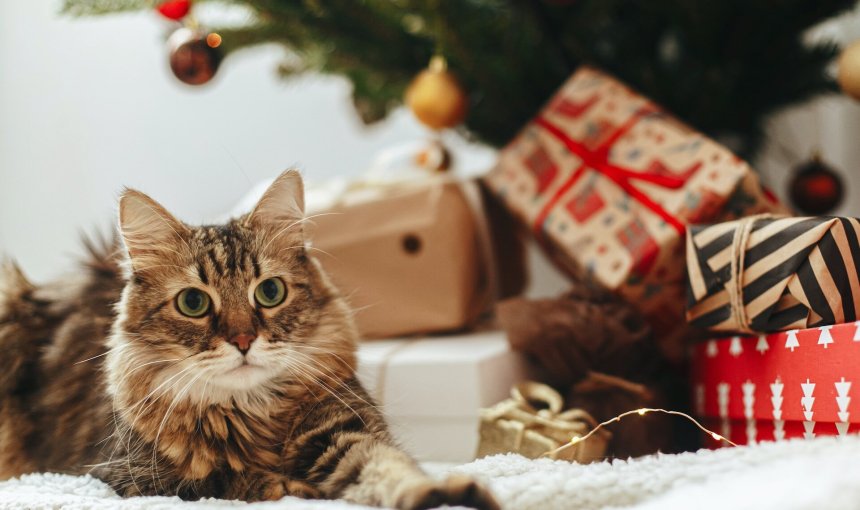 A cat sitting under a Christmas tree near a pile of gift boxes