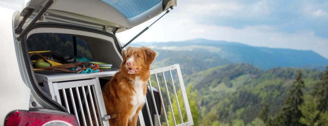 dog looking out of an open crate in the open trunk of a car mountains in the background