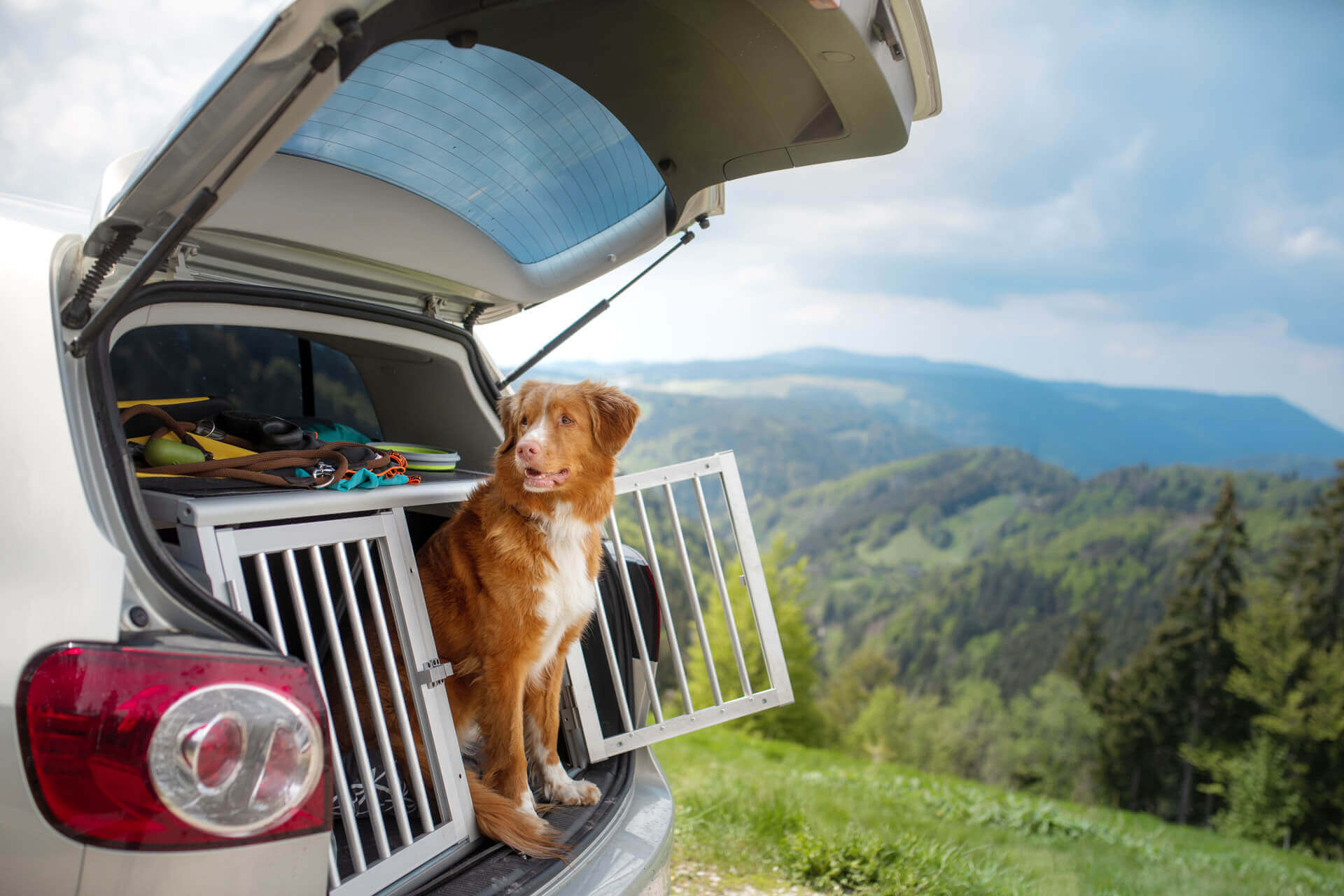 dog looking out of an open crate in the open trunk of a car mountains in the background