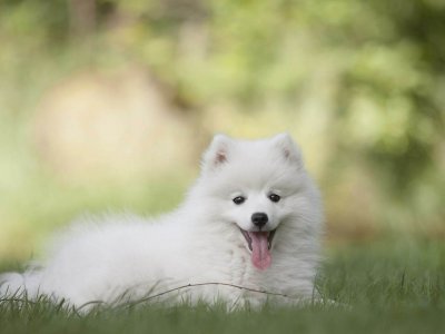 Hunde fotografieren - die besten Tipps für die schönsten Hundefotos