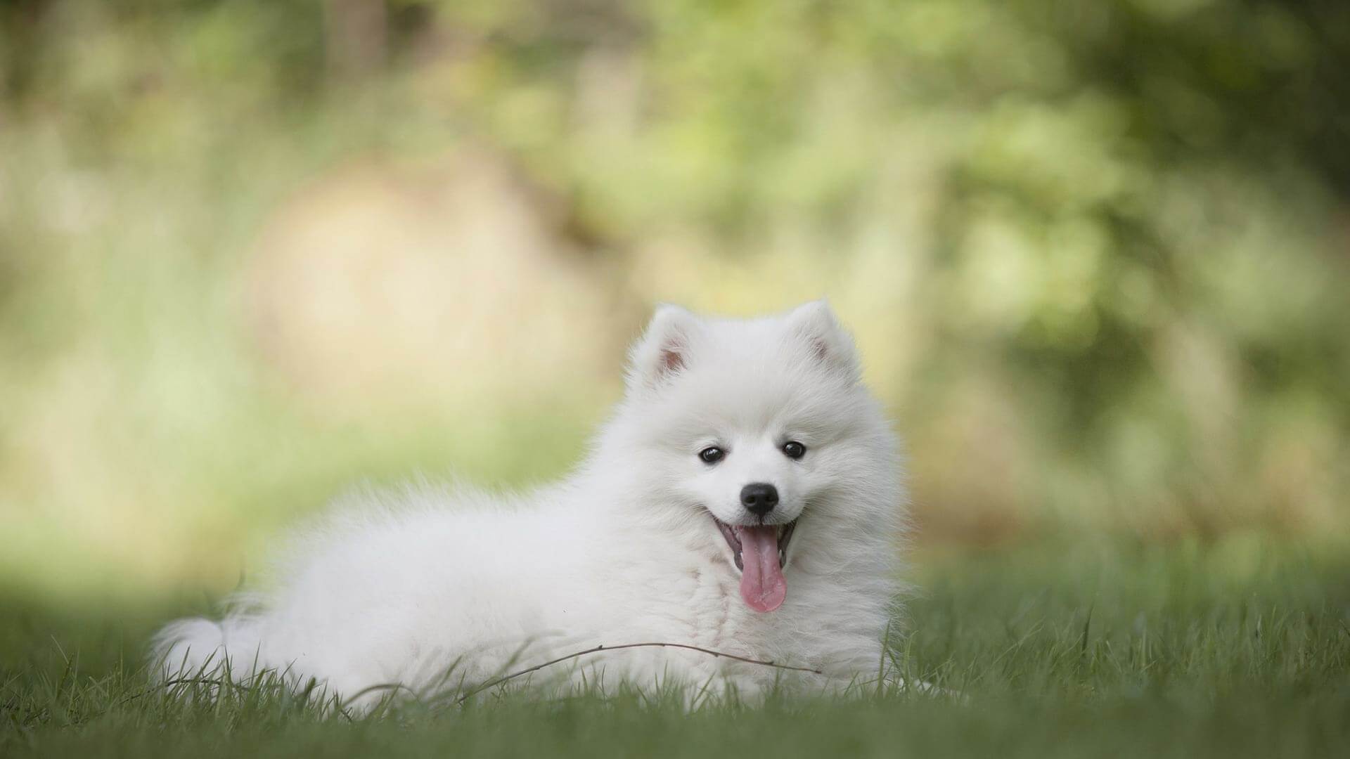Hunde fotografieren - die besten Tipps für die schönsten Hundefotos