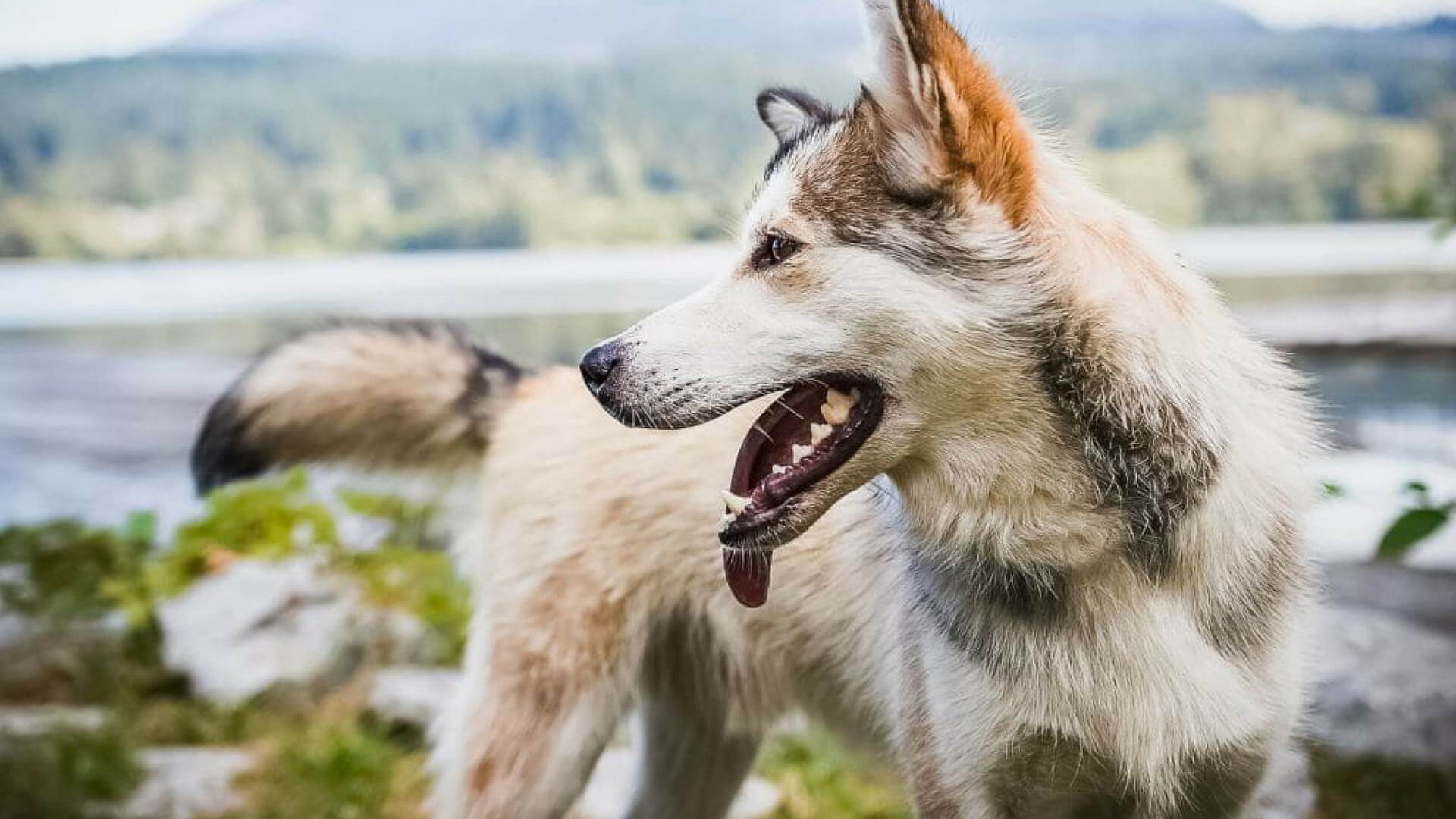 Hunde fotografieren - wie du die perfekten Hundefotos schießt