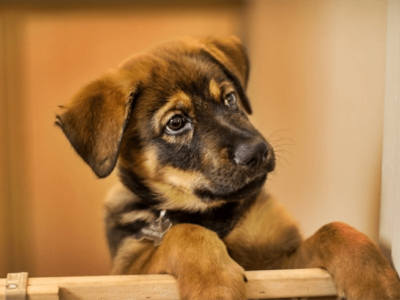 Puppy or older dog? Which one is right for you | Tractive