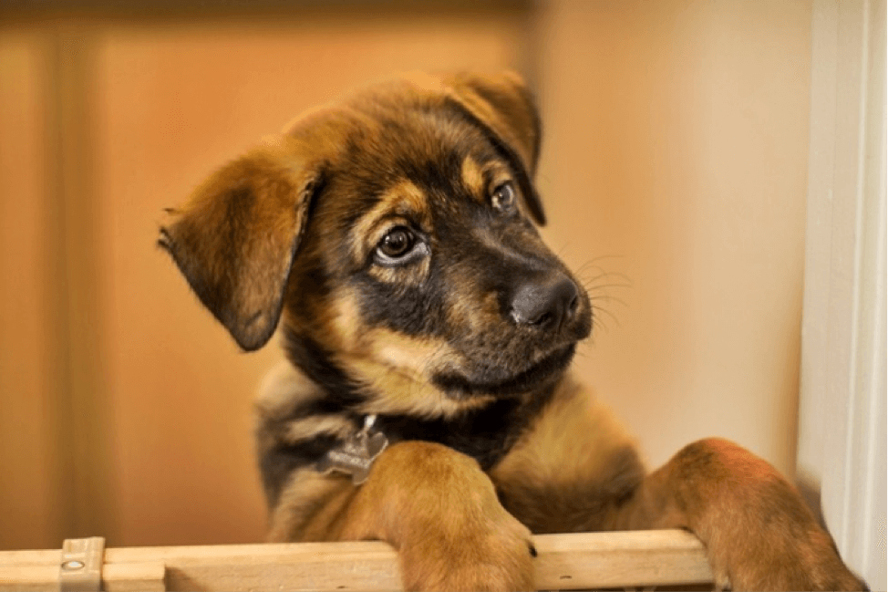 is getting a puppy good for older dogs