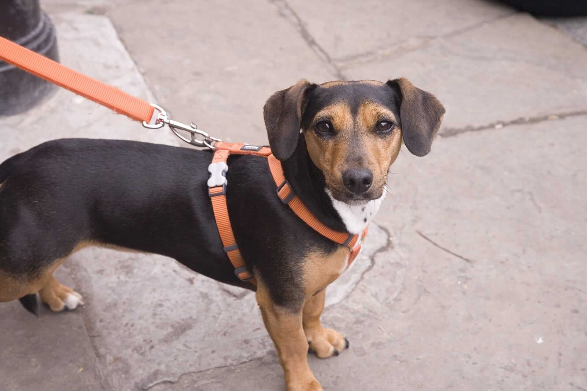 Walking on a leash - Tractive Blog