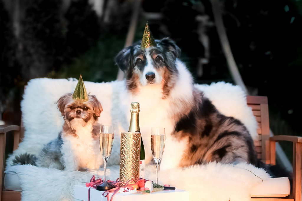 Dog friendly new year's eve: Pay 