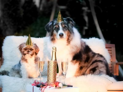 two dogs sitting on bench with party hats, decorations, and drinks: What to do on New Year's Eve with your dog