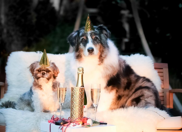 2 Hunde mit Partyhut auf weißer Couch mit Sektflasche und Gläsern