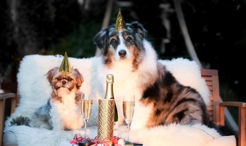 2 Hunde mit Partyhut auf weißer Couch mit Sektflasche und Gläsern