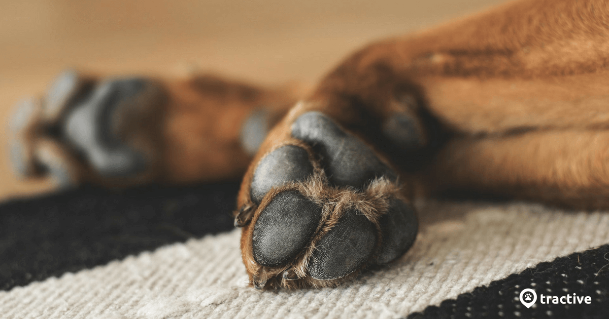 dogs feet in snow