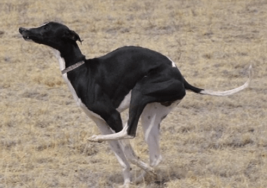 Windhund entlaufen - das GPS Gerät ist die Lösung