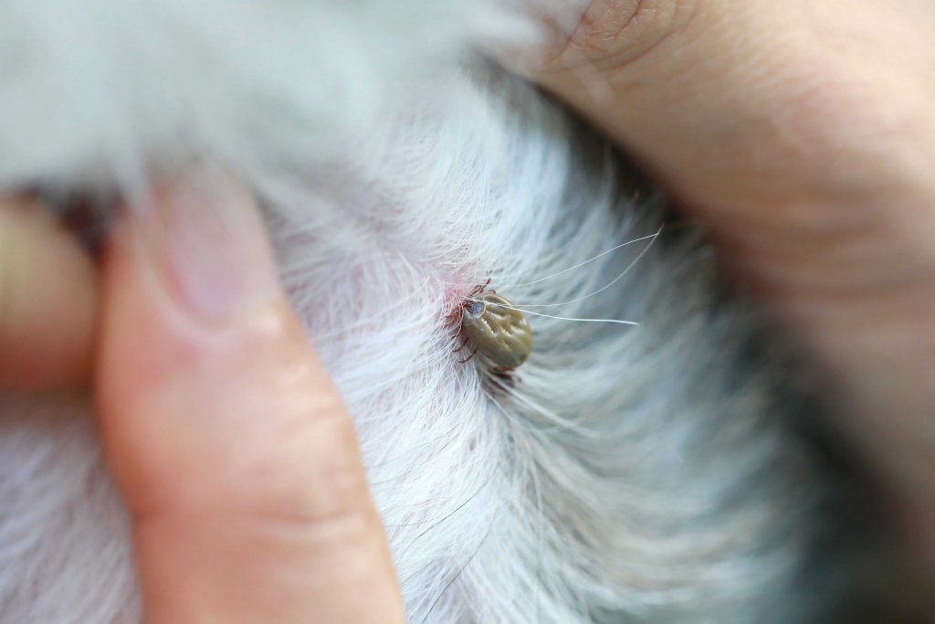 primer plano de una garrapata enganchada a un gato