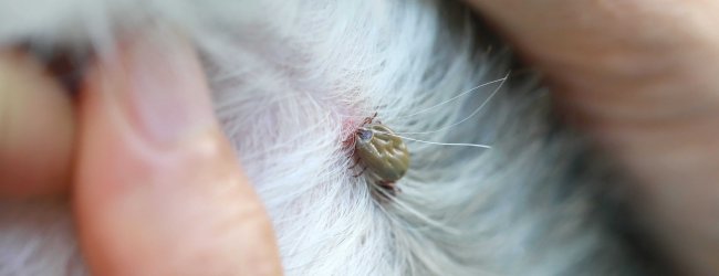 Tick bite on dog