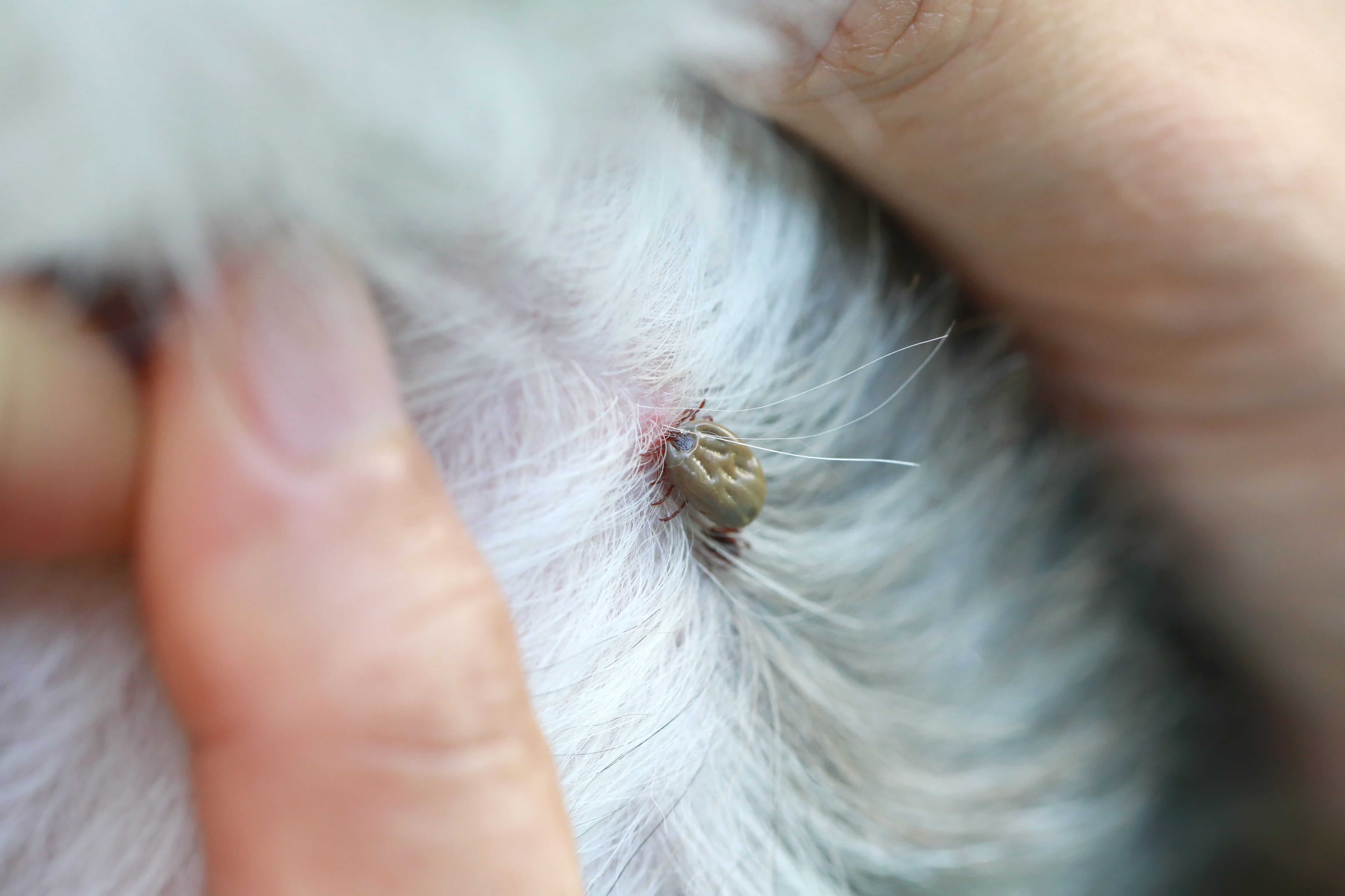 Tick Control For Dogs Tips To Keep Your Dog Healthy Tractive Blog