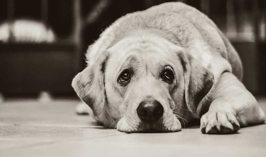 Ileus in dogs