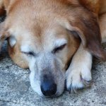 Schlafbedürfnis deines Hundes