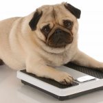 fat dog