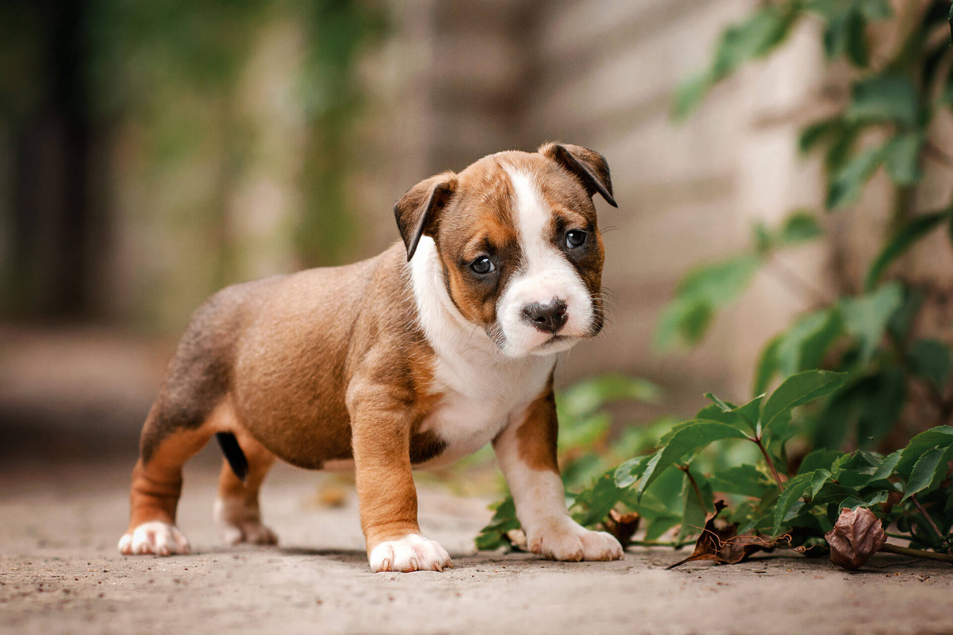 brown and white puppy standing outside